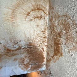 Pomieszczenia zagrzybione 